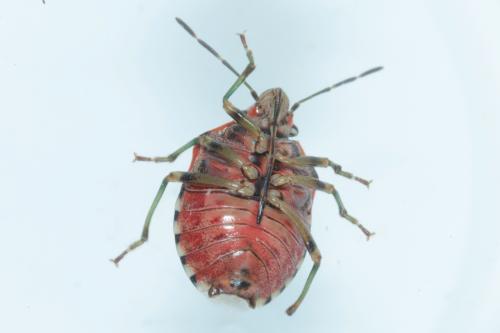 Réf. 228 930 : Holcogaster fibulata